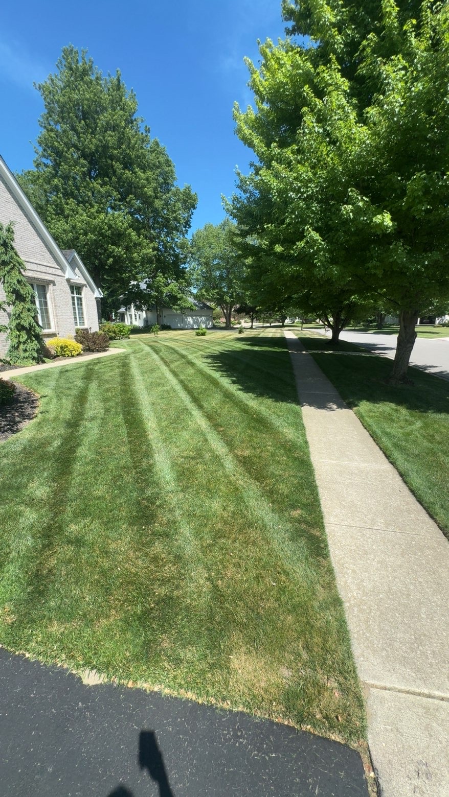 Striped, freshly mowed front lawn beside a sidewalk and mature trees