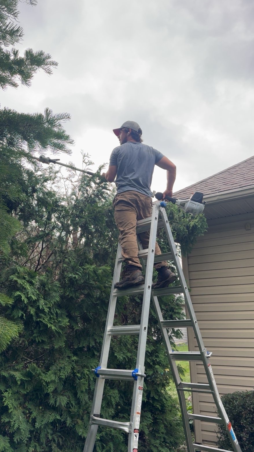 Christopher Perry up a ladder, hand-trimming a tall hedge